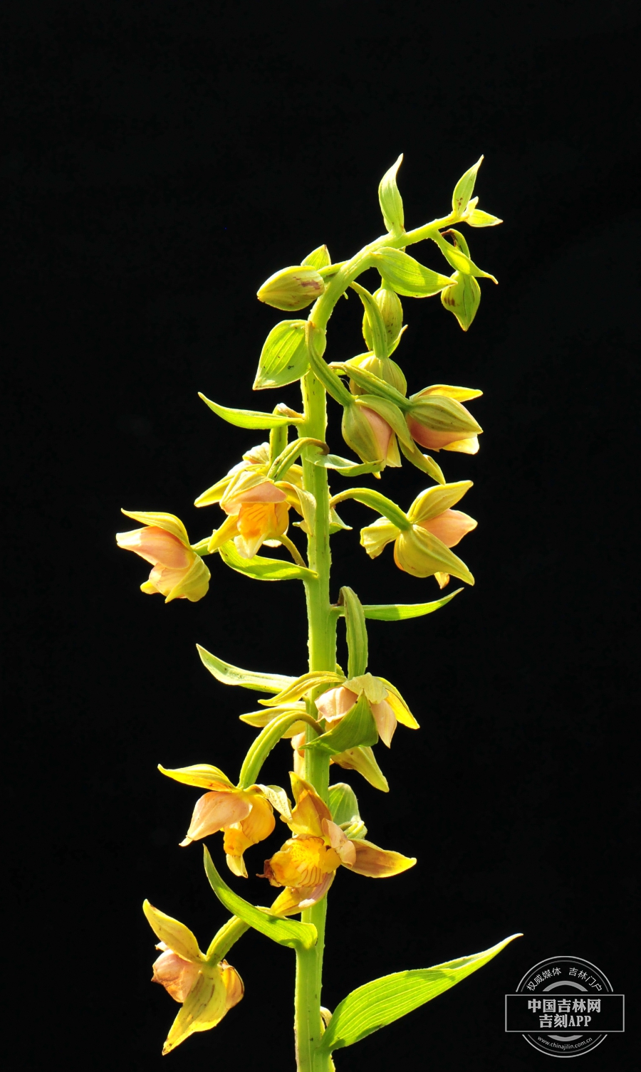 北火烧兰花序.jpg 北火烧兰花序.jpg