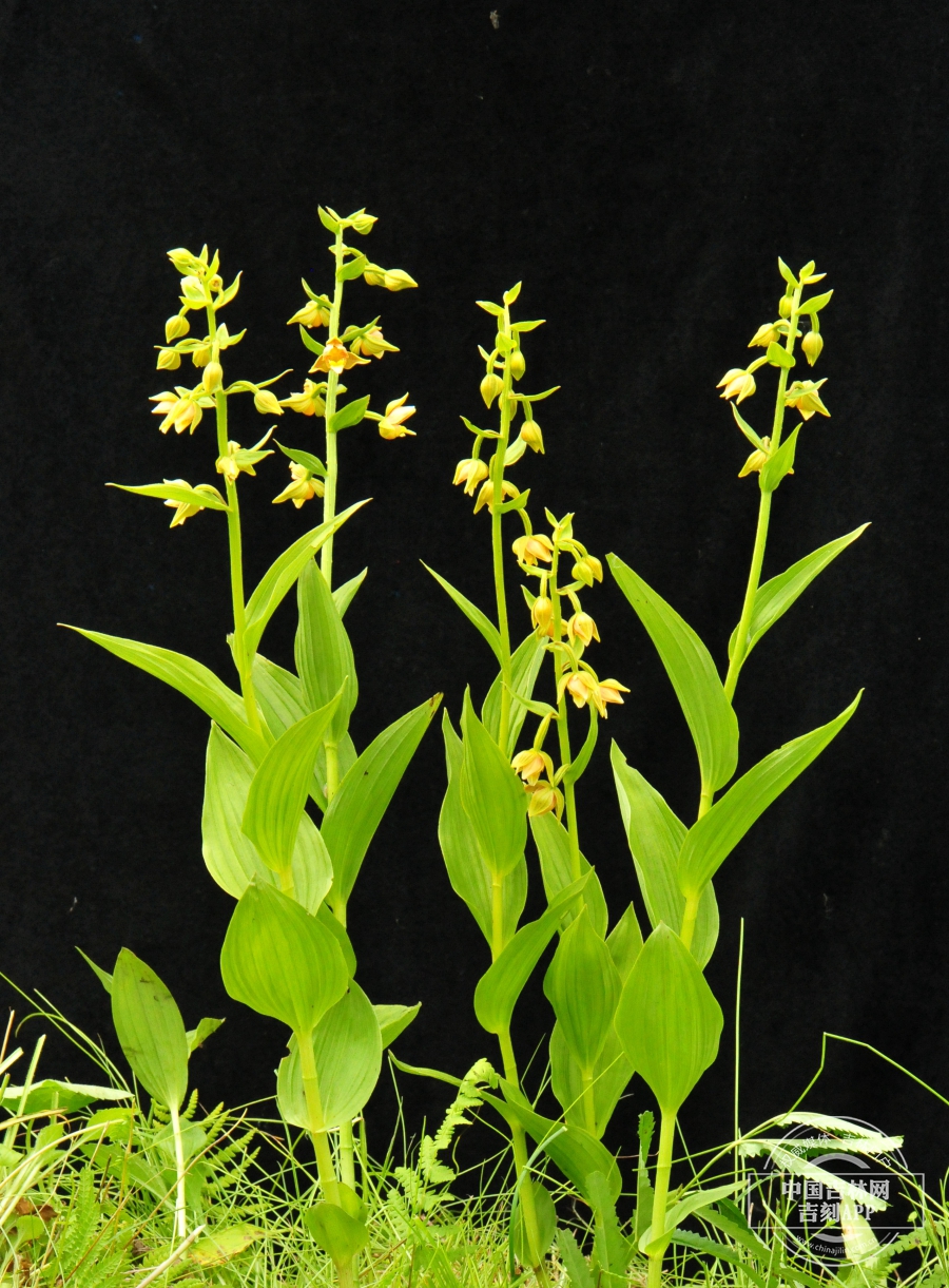 北火烧兰植株.jpg 北火烧兰植株.jpg