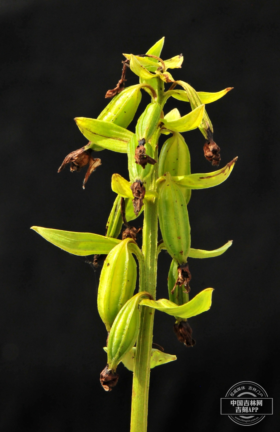 北火烧兰果实.jpg 北火烧兰果实.jpg