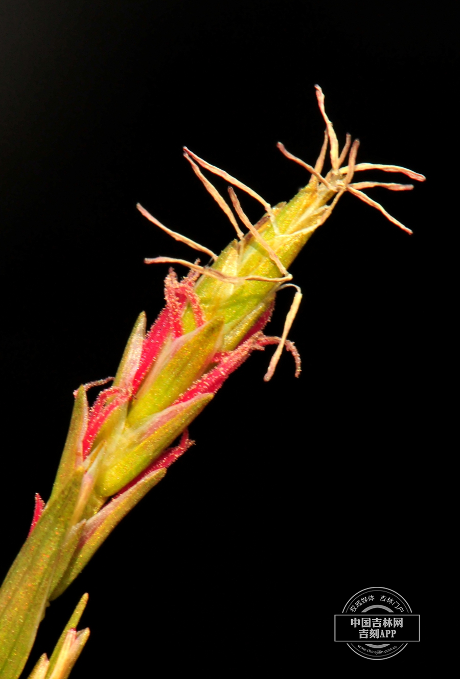 宽叶薹草花序.jpg