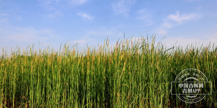 水烛香蒲群落.jpg 水烛香蒲群落.jpg