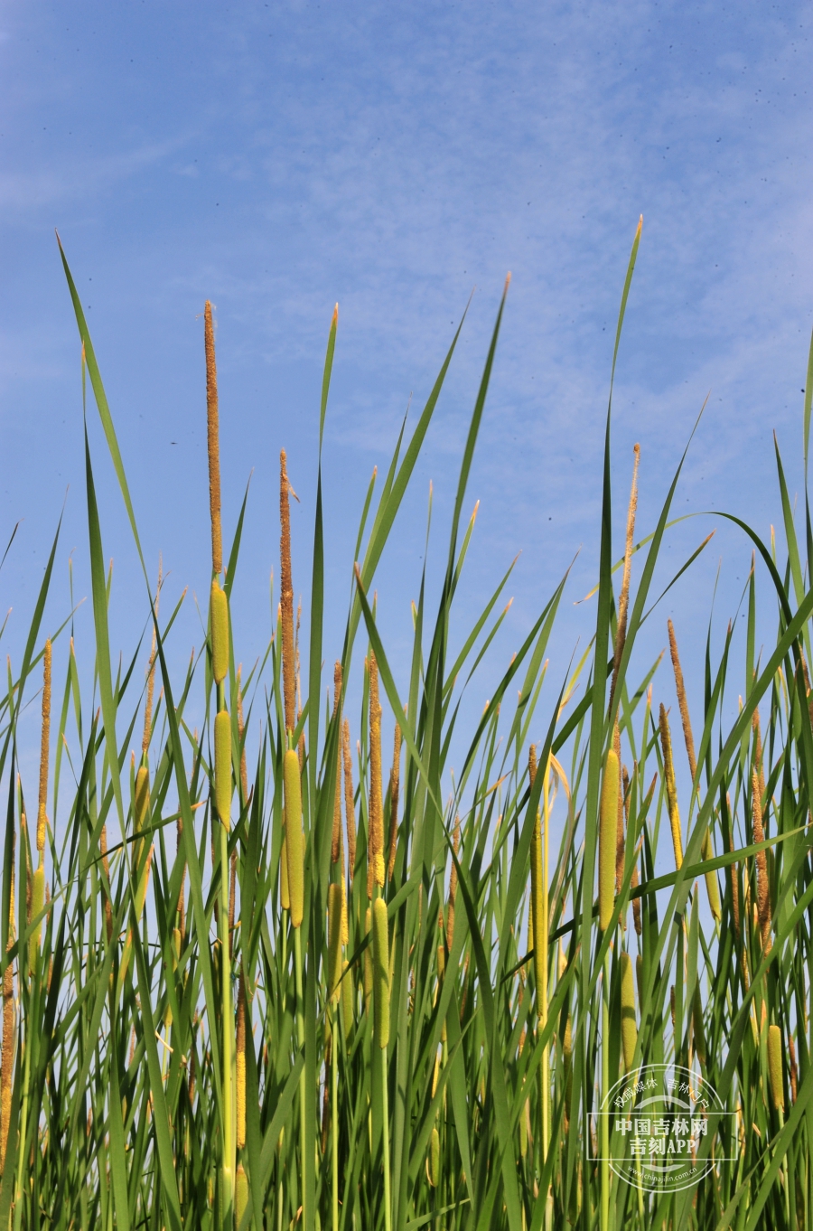 水烛植株(花期).jpg 水烛植株(花期).jpg