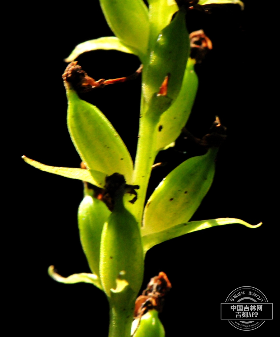 小花蜻蜓兰果实.jpg
