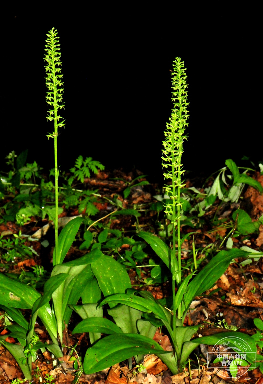 小花蜻蜓兰植株.jpg