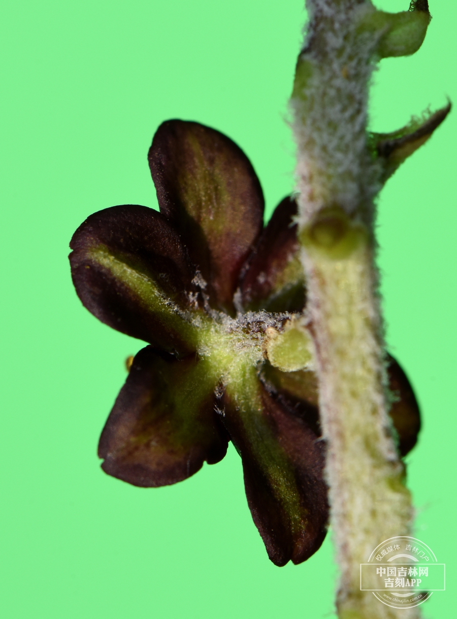藜芦花（背）.jpg