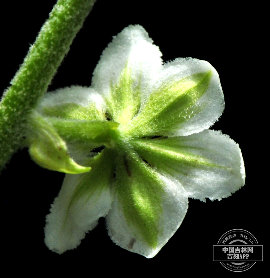 尖被藜芦花 （背）.jpg