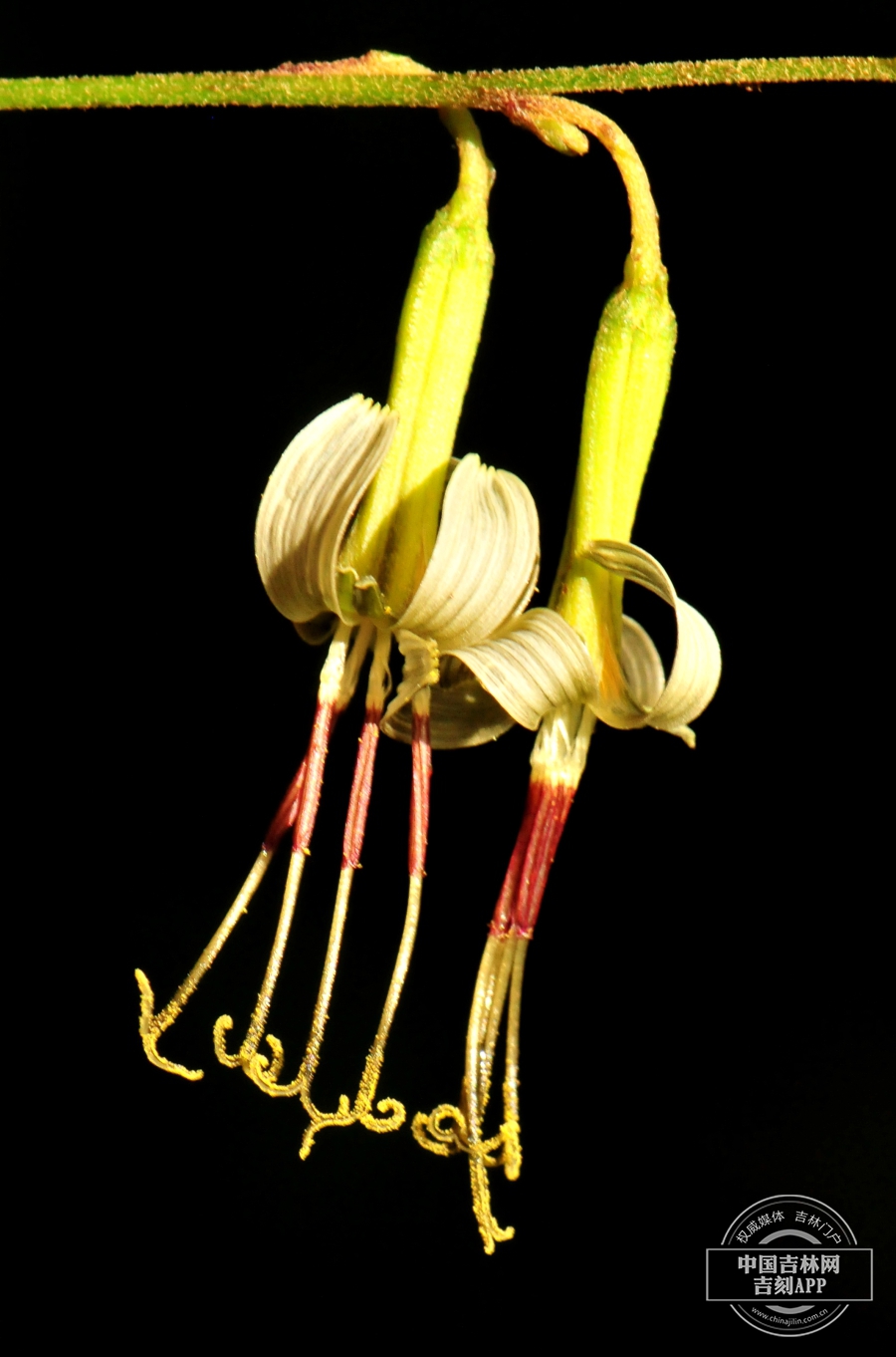 福王草花序（侧）.jpg