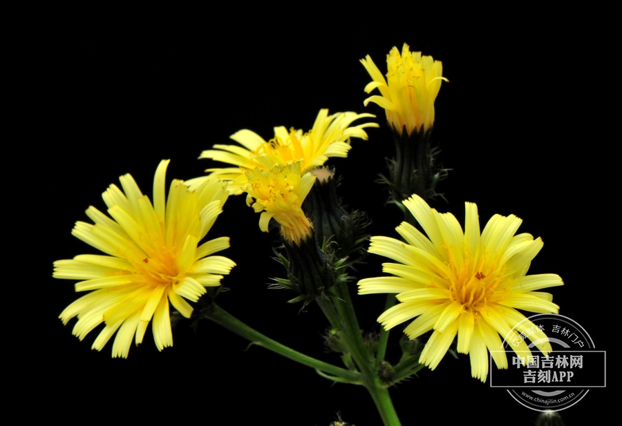 日本毛连菜花序（黄色）.jpg