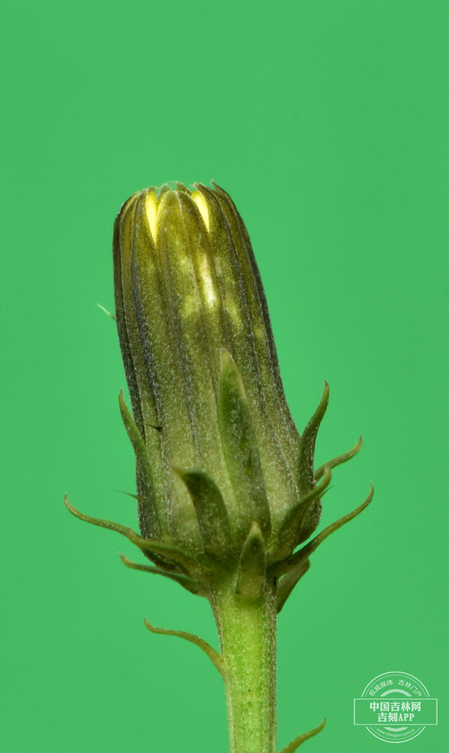 日本毛连菜花蕾.JPG