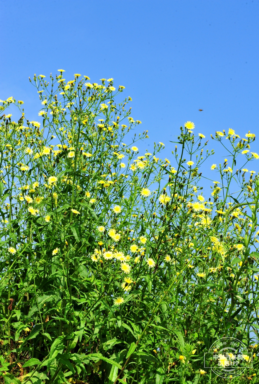 日本毛连菜植株.jpg