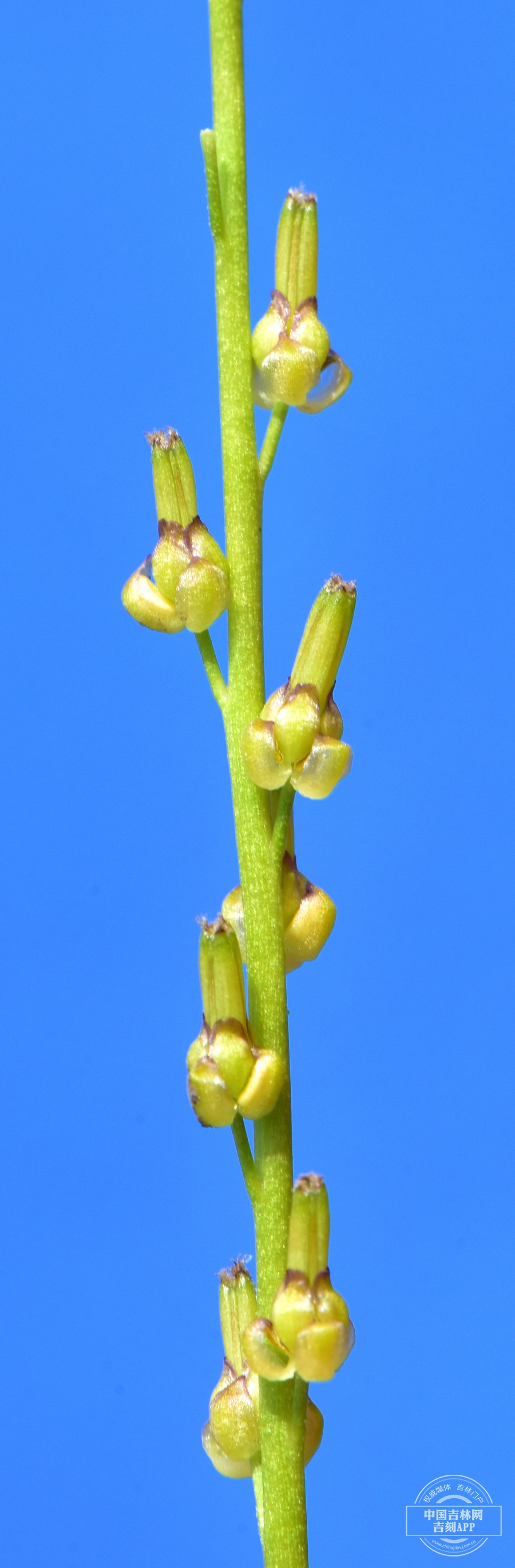 水麦冬花序.jpg