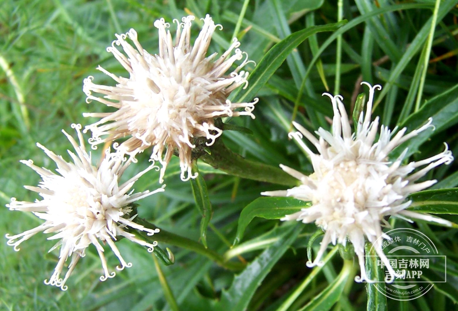高岭风毛菊花序（白花）.jpg