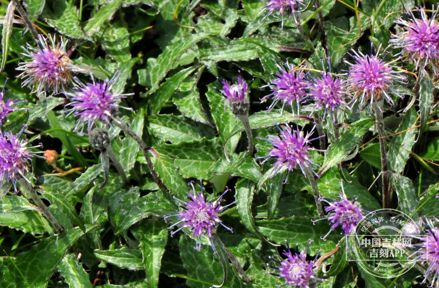 高岭风毛菊植株.jpg