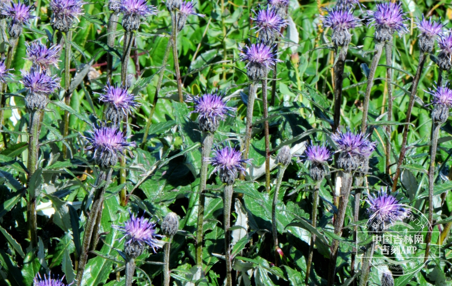 高岭风毛菊植株（侧）.jpg