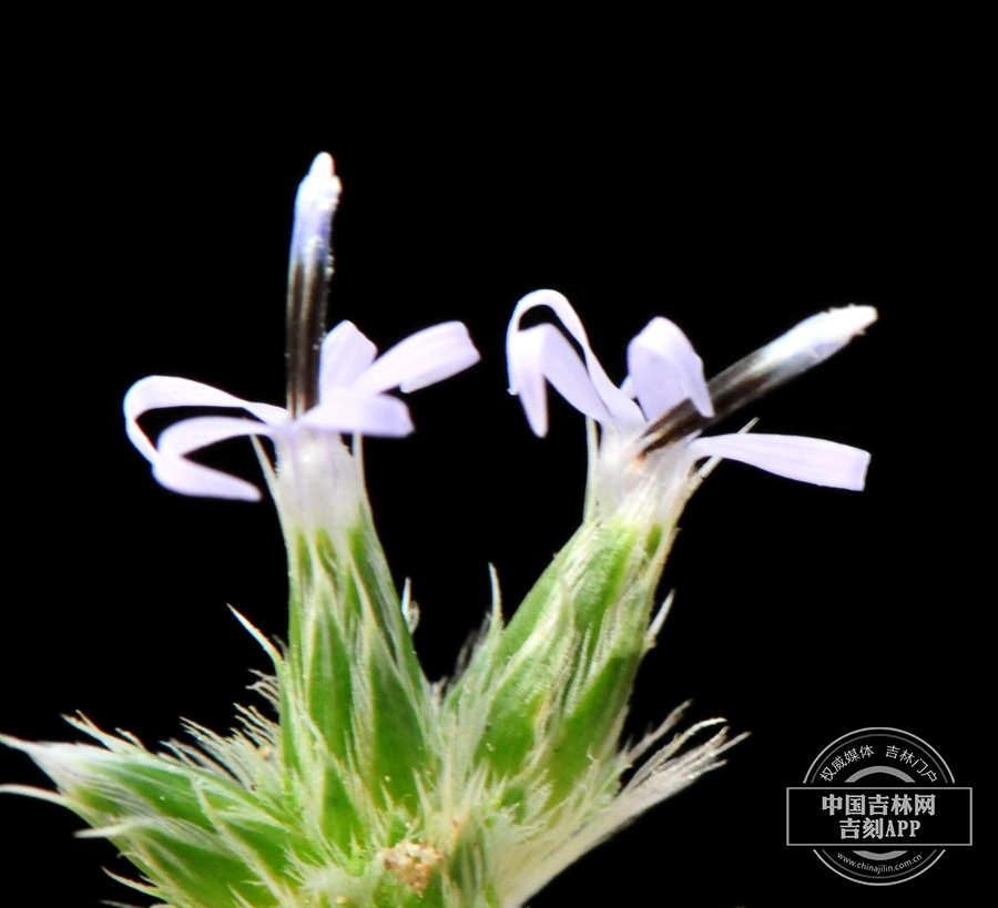 砂蓝刺头花（侧）.jpg