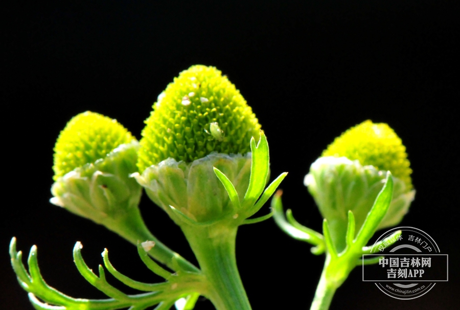 同花母菊花序（侧）.jpg