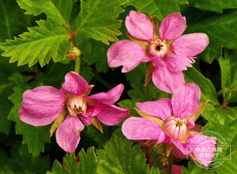 北悬钩子花（粉红色）.JPG