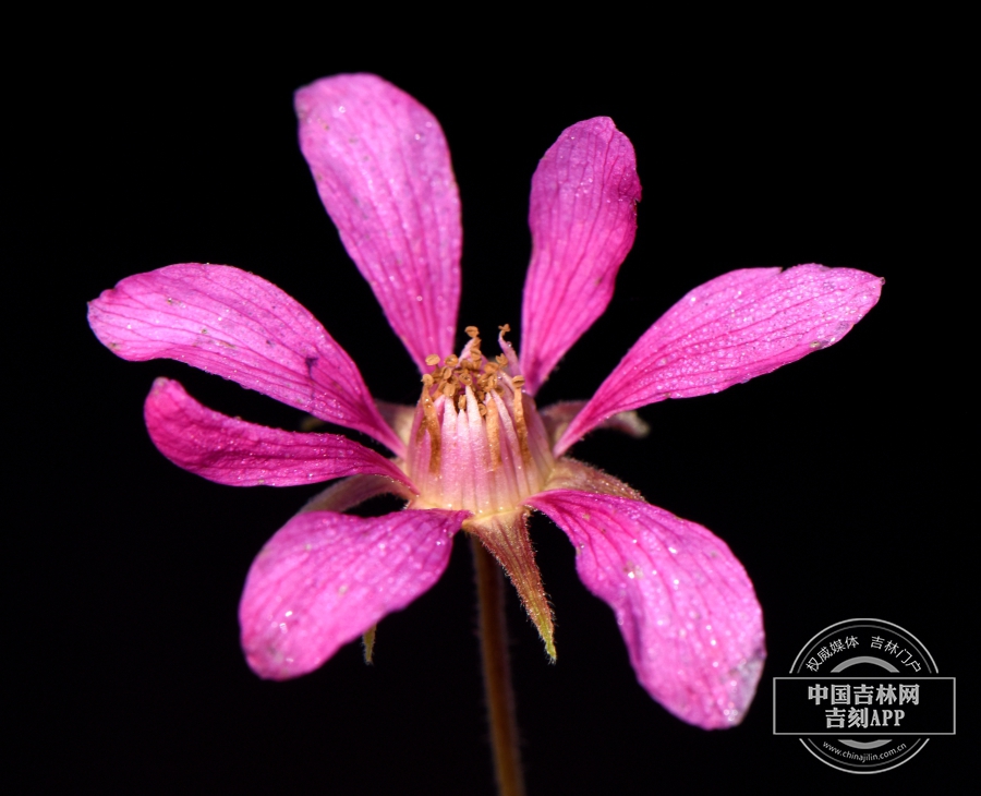 北悬钩子花（7瓣）.jpg