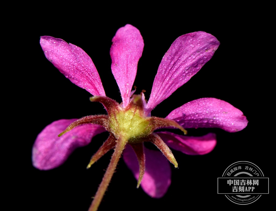 北悬钩子花（背）.jpg