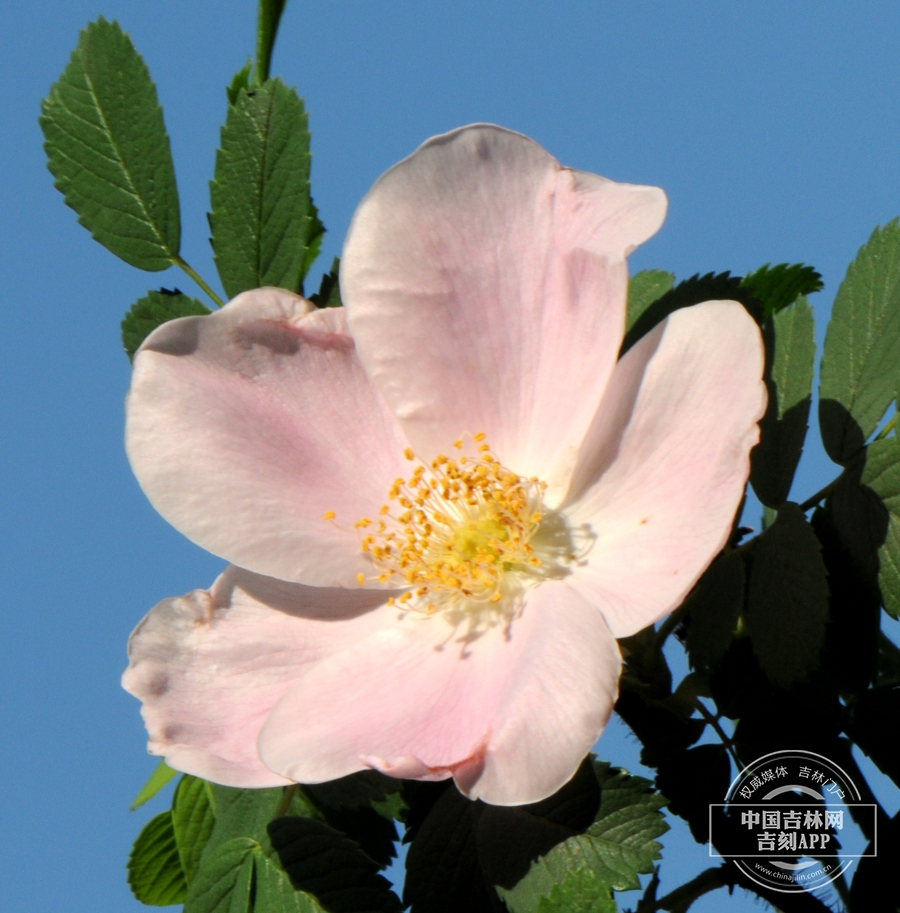 刺蔷薇花（淡粉色）.jpg