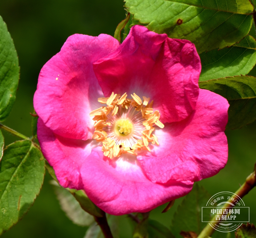 刺蔷薇花（粉色）.jpg