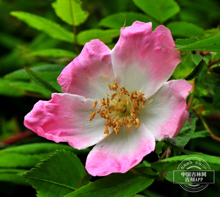 刺蔷薇花（花瓣边缘浅粉色）.jpg