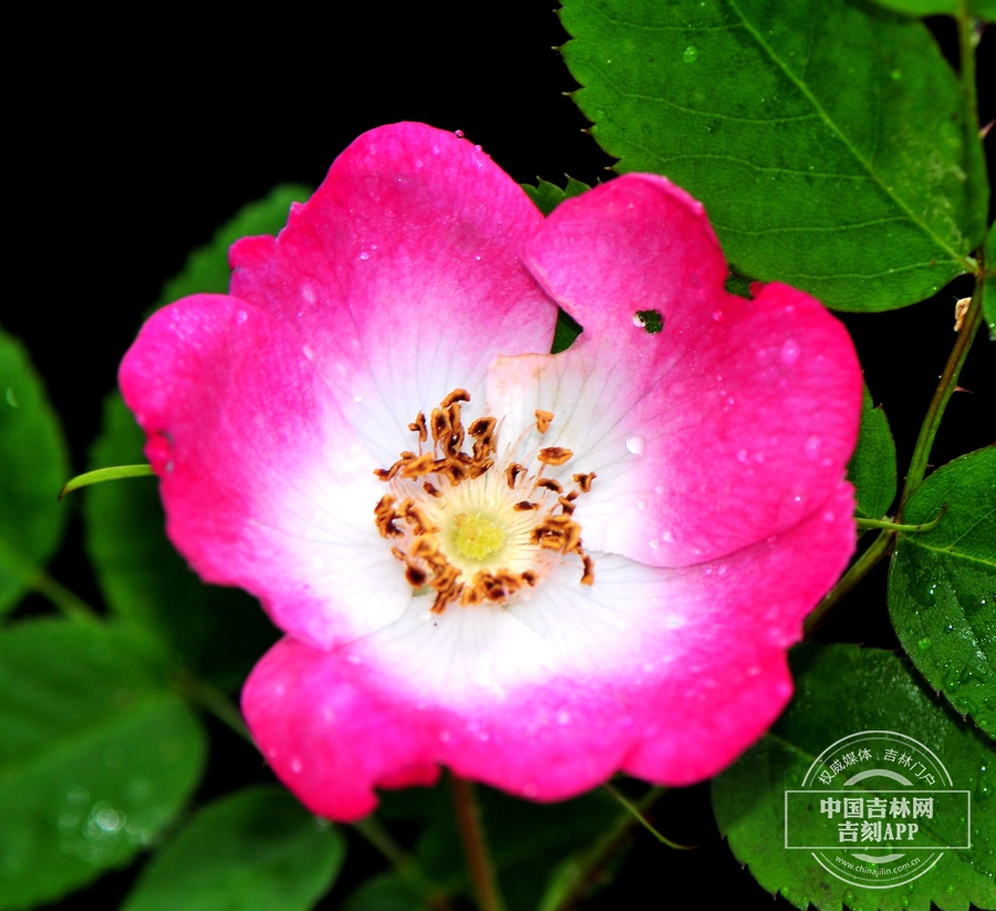 刺蔷薇花（花瓣边缘深粉色）.jpg