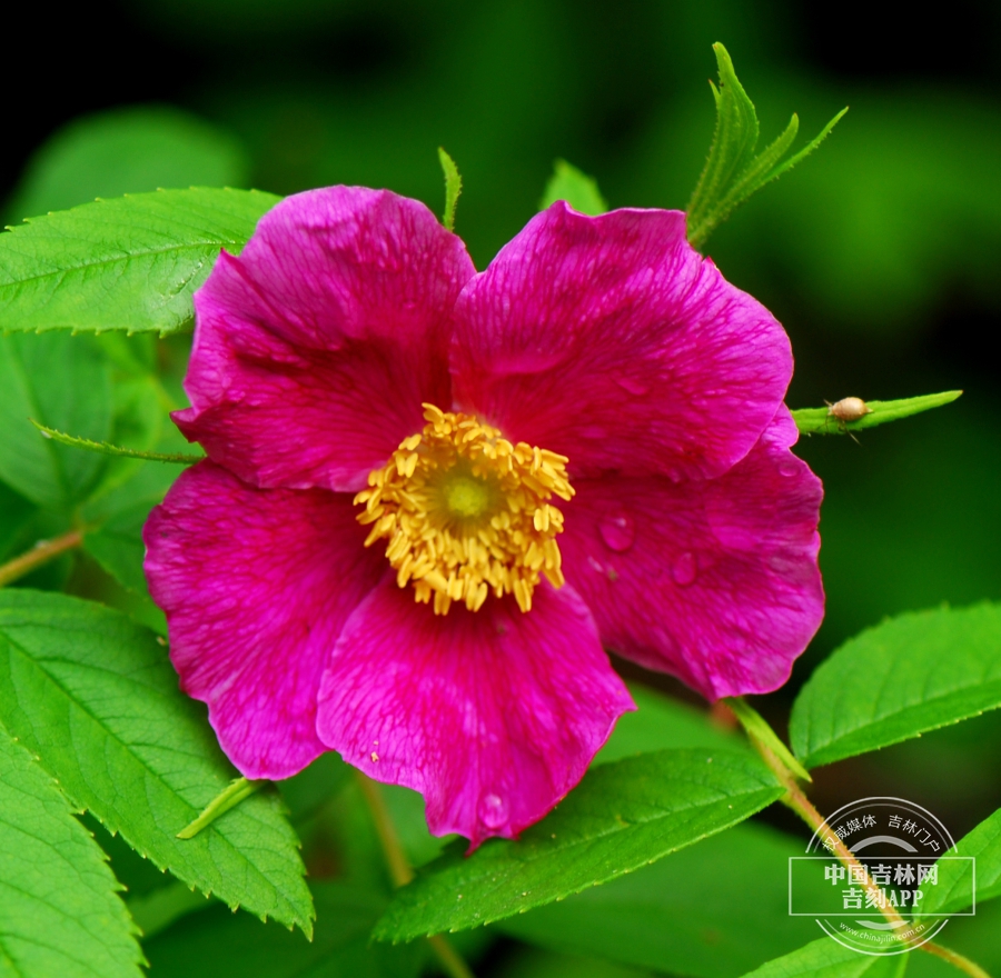 刺蔷薇花（深粉色）.JPG