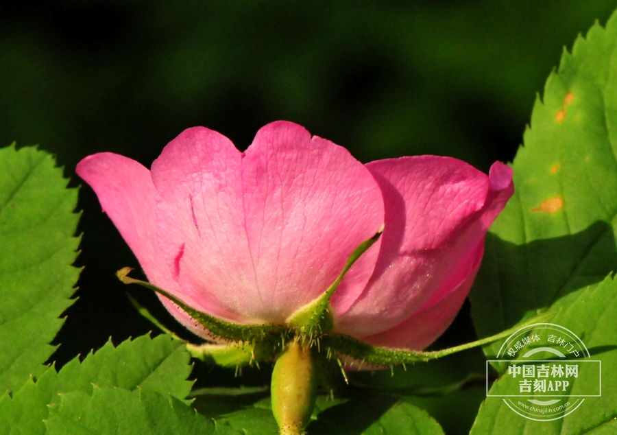 刺蔷薇花（侧）.jpg