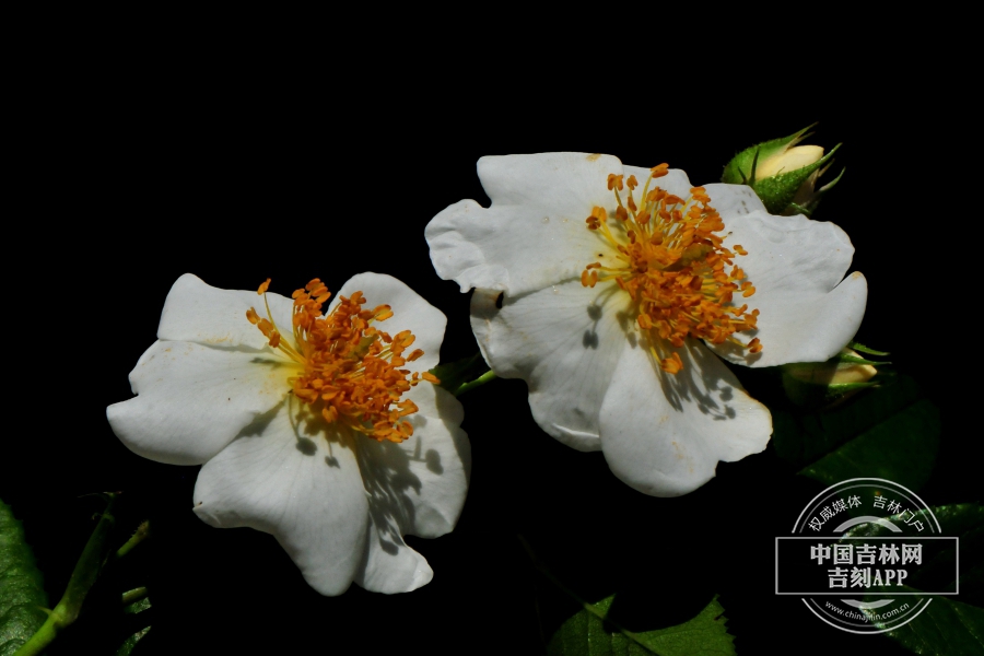 伞花蔷薇花.jpg