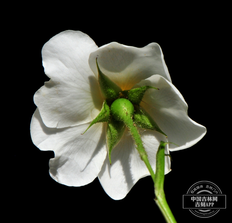伞花蔷薇花（背）.jpg