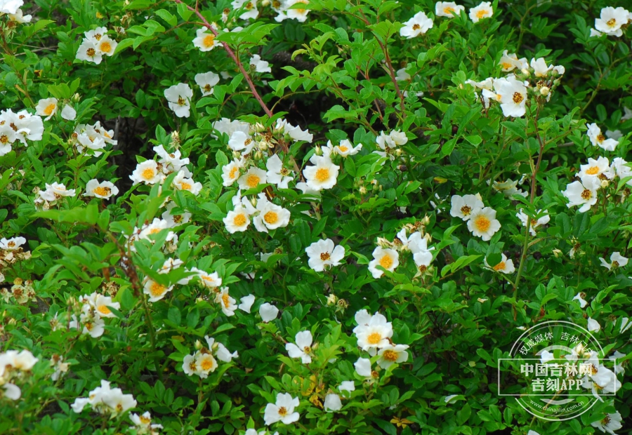 伞花蔷薇植株.JPG
