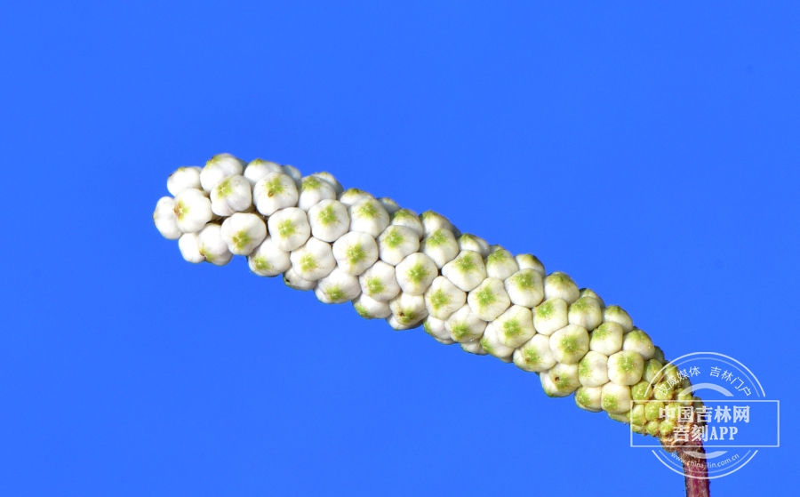 小白花地榆花蕾.JPG