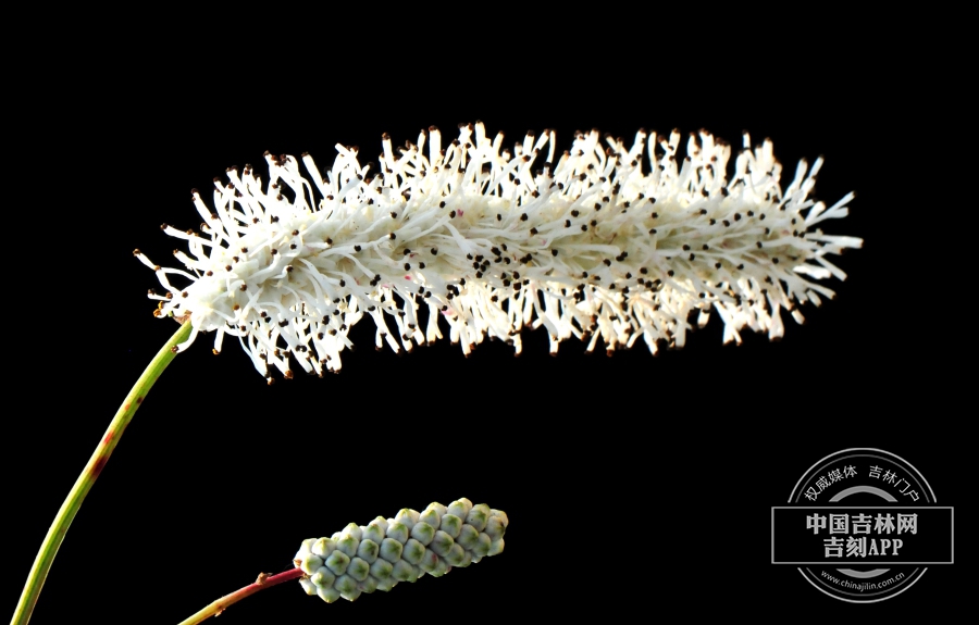 小白花地榆花序（白色，平展）.jpg