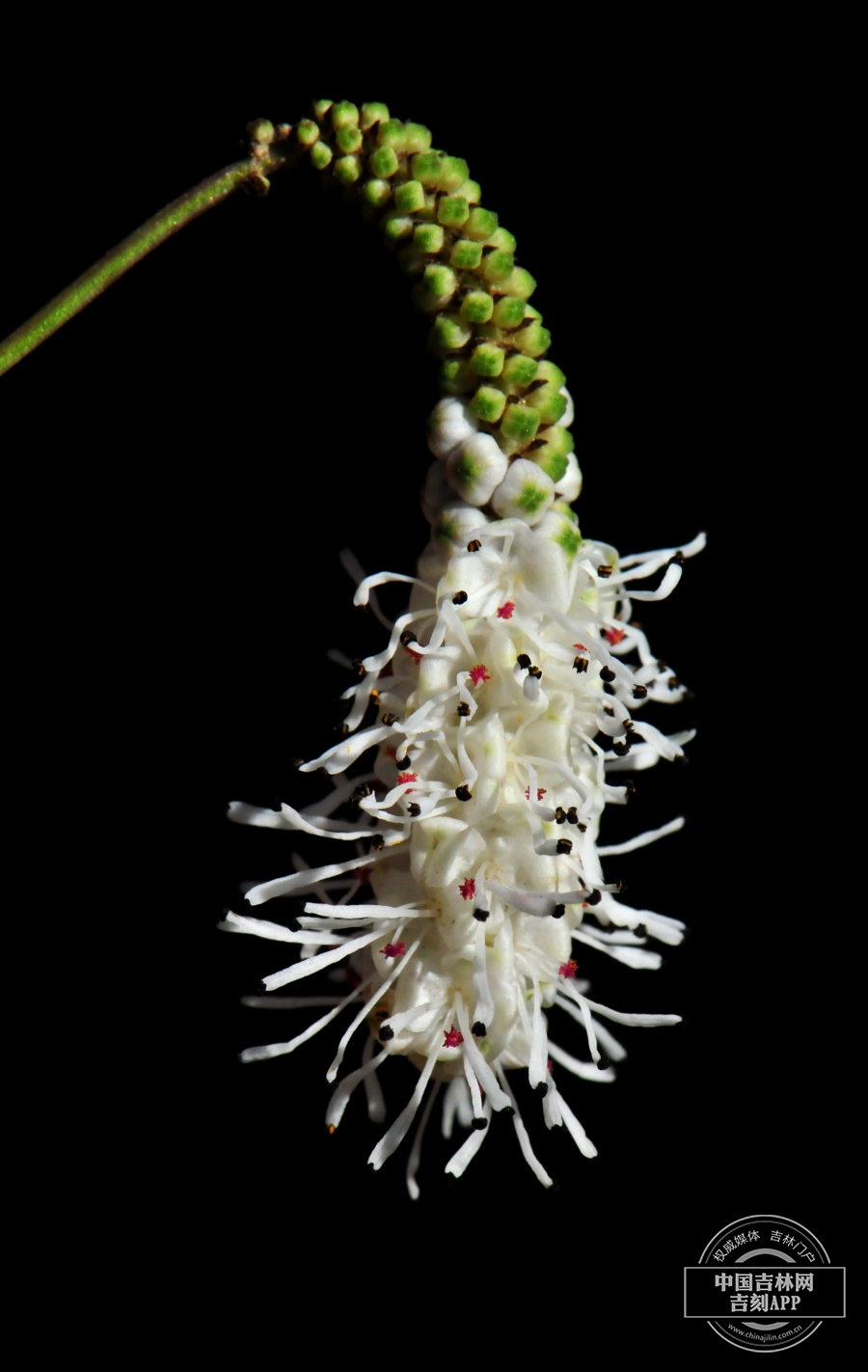 小白花地榆花序（白色，下垂）.jpg