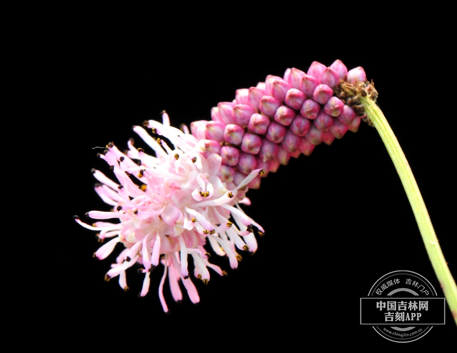 小白花地榆花序（淡粉色，倾斜）.jpg