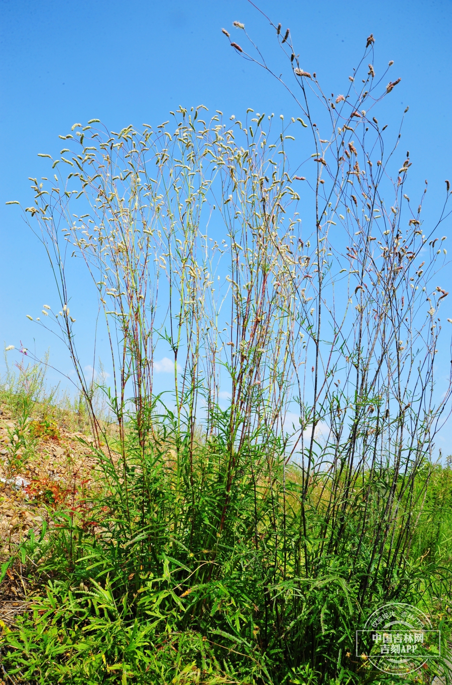 小白花地榆植株.JPG