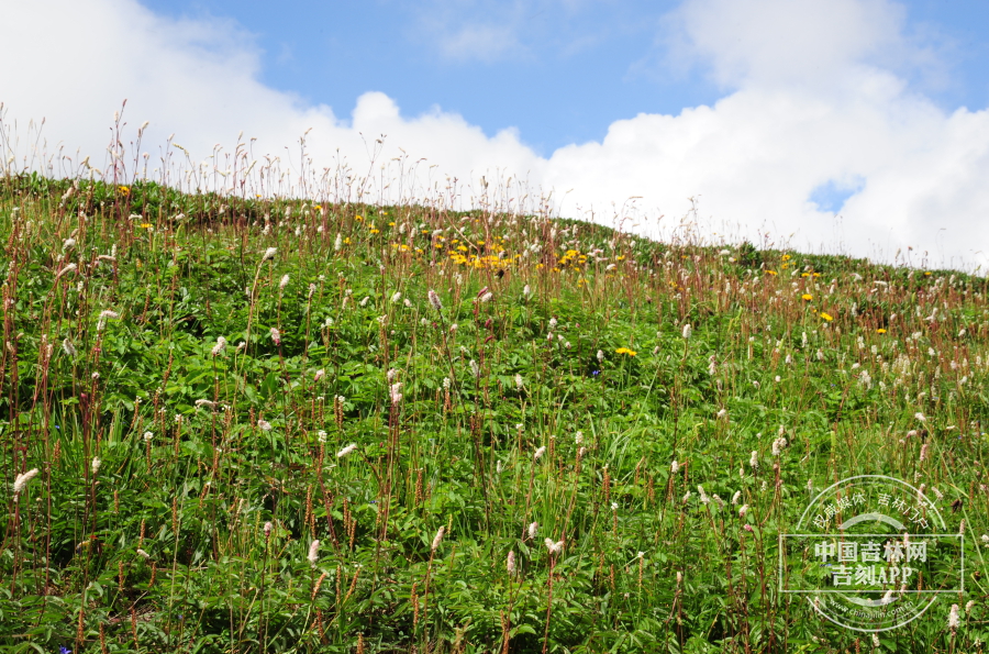 小白花地榆群落（高山型）.jpg