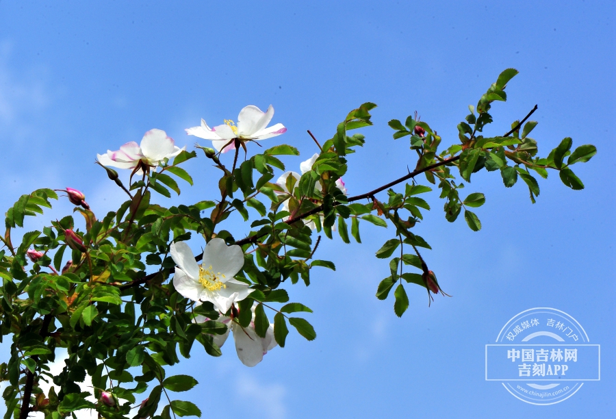 长白蔷薇枝条（花期）.jpg