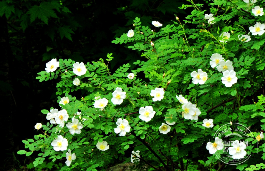 长白蔷薇植株（花期）.jpg