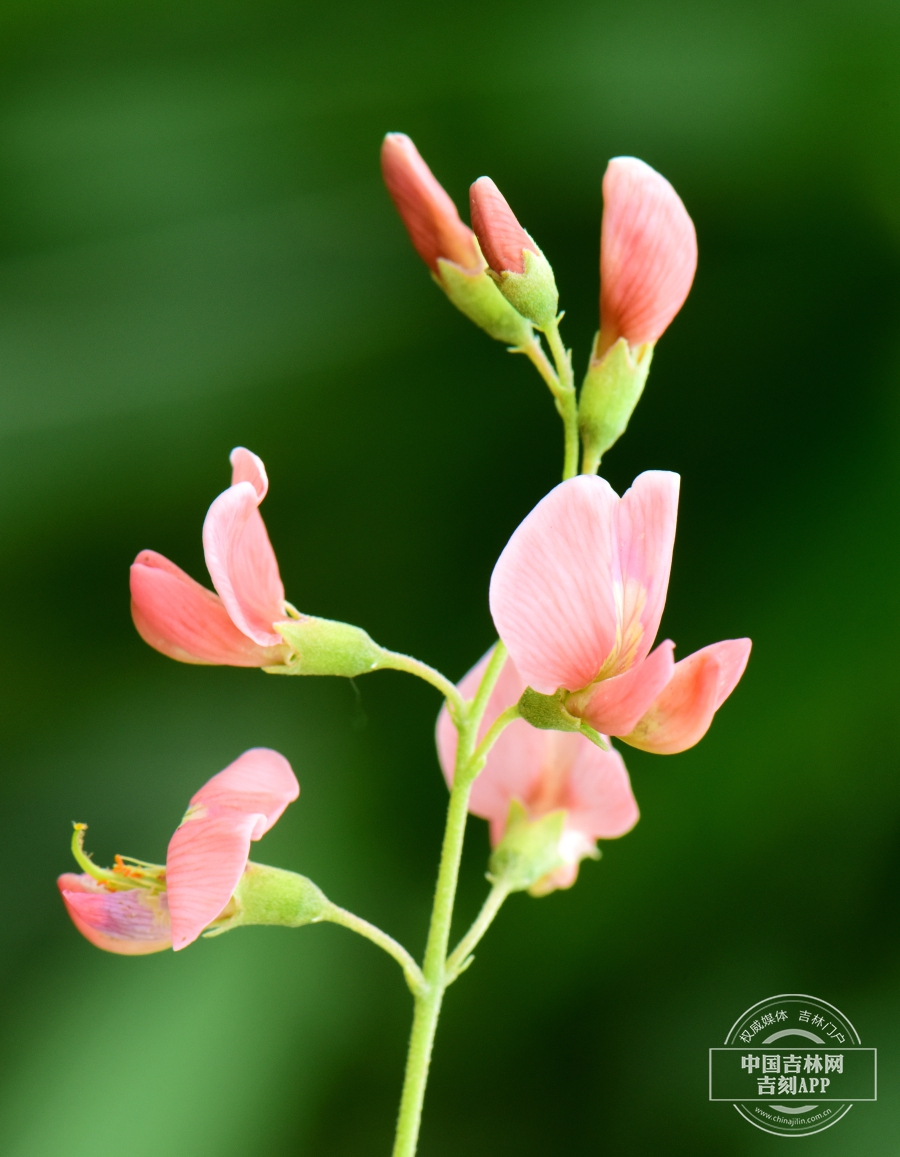 苦马豆花（粉色）.jpg