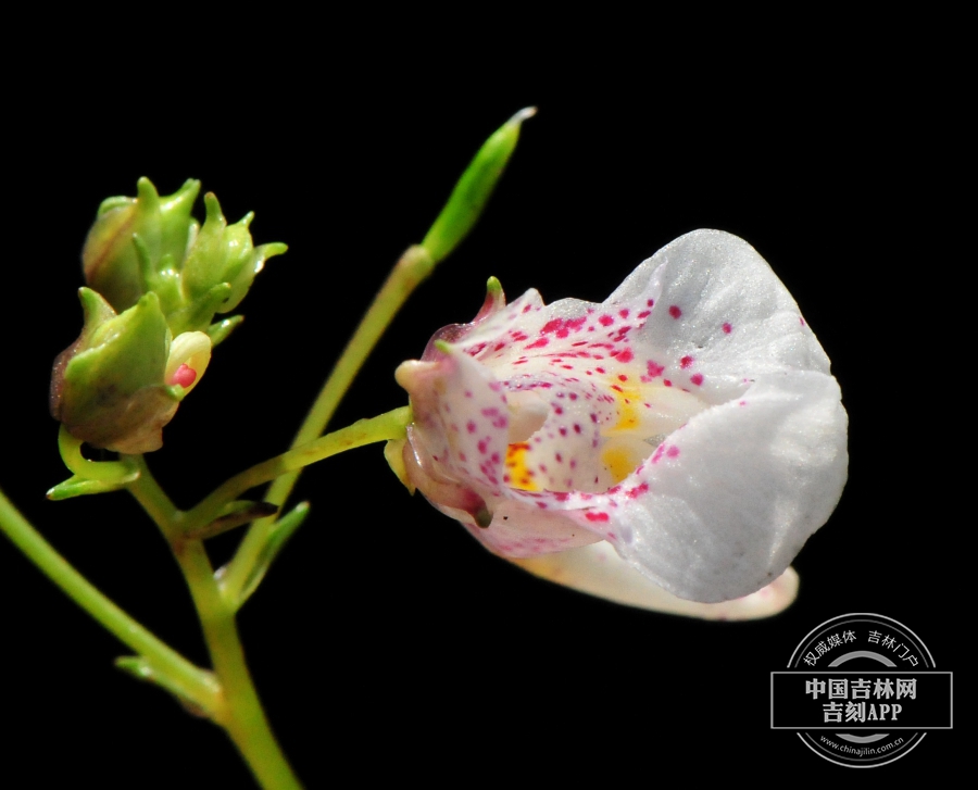 东北凤仙花花（白色）.jpg