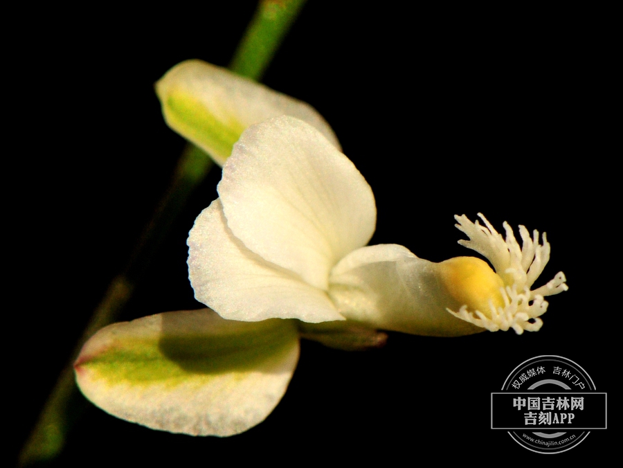 远志花（白色）.jpg