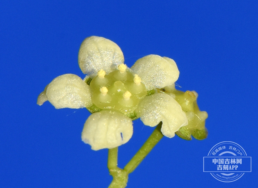 黄心卫矛花（淡黄色）.JPG