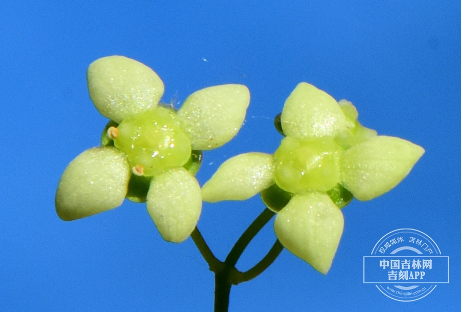 黄心卫矛花（淡绿色）.jpg