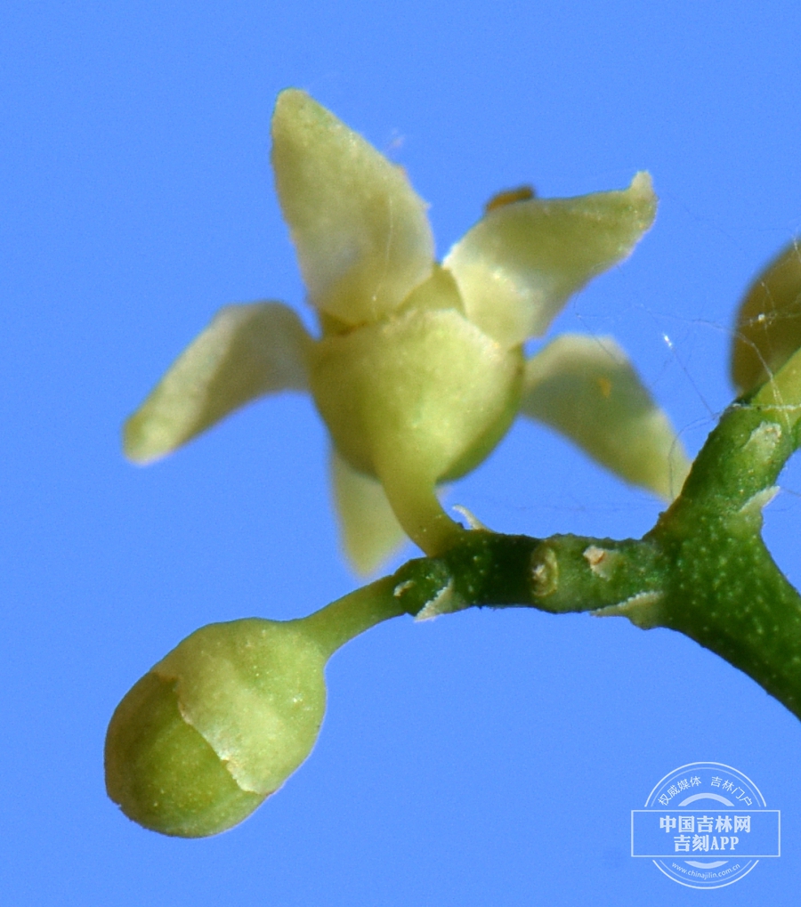 东北蛇葡萄花（背）.jpg