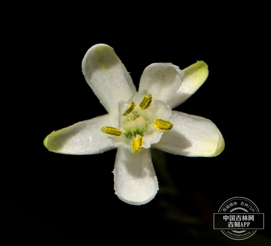 省沽油花.jpg