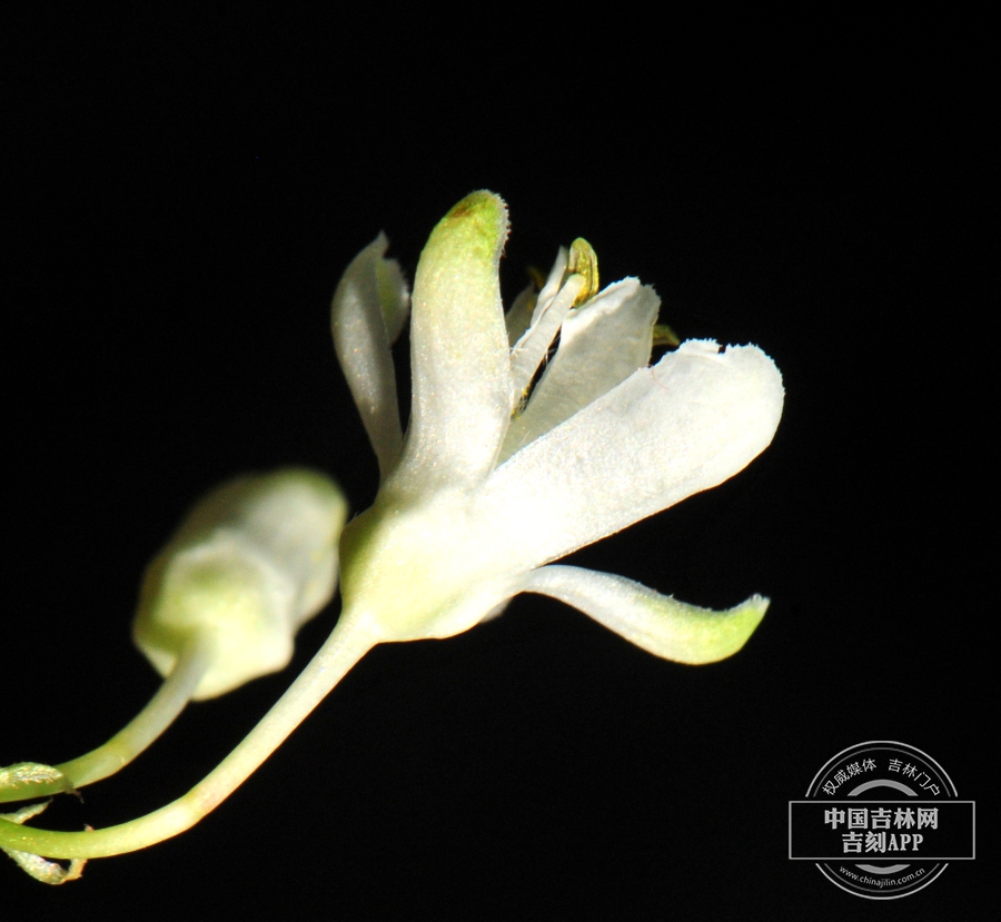 省沽油花（侧）.jpg