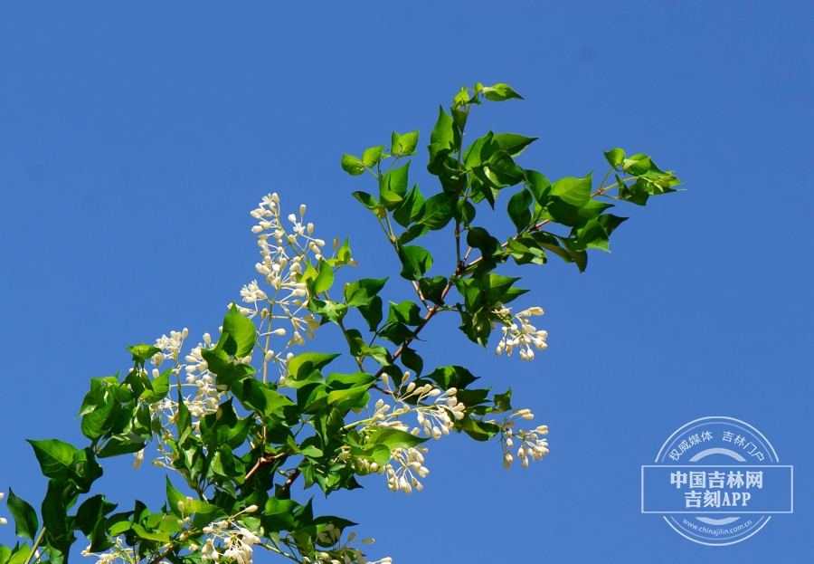 省沽油枝条（花期）.jpg