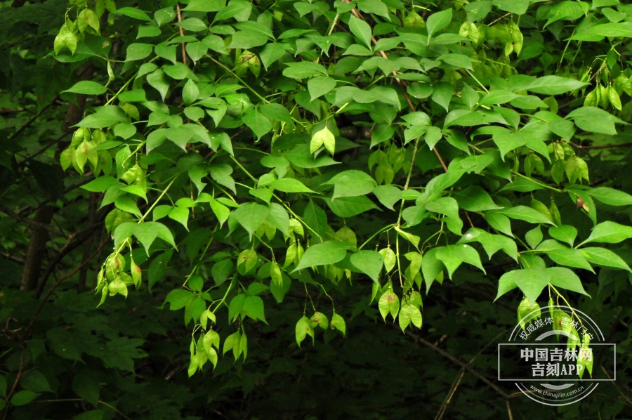 省沽油植株.jpg
